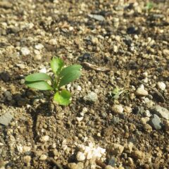 コリアンダーのこぼれ種から発芽しました