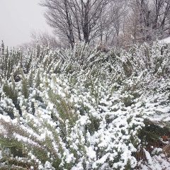 ローズマリーの枝は雪が積もって重そうです
