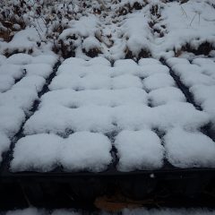 カモマイル・ジャーマンの苗は雪の綿帽子をすっぽりと被っています