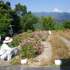 エキナセアの収穫作業が始まりました