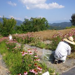 暑さに負けない元気なエキナセアを収獲しています