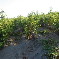 除草作業は夕方まで続けられました