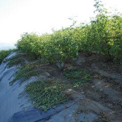 取った雑草は直ぐにしおれてしまいます