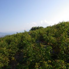 灼熱地獄の中でローズ畑の除草作業は続けられています