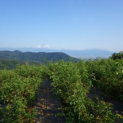 夕方、ちょっとだけ富士山の頭が見えました