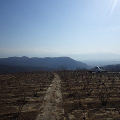 農場のローズ畑はすっかり雪が融けています