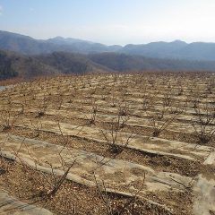 綺麗に剪定されたローズが並んでいます