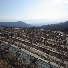ローズの剪定作業はこちらの畑に移っています