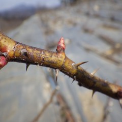 芽が膨らみ伸びてきています