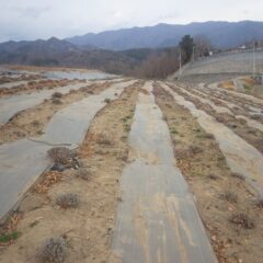 このラベンダー畑の剪定作業が完了しました