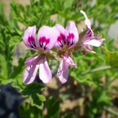 夏の花