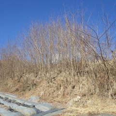 上の耕作放棄地に生えた雑木がラベンダー畑まで迫って来ています