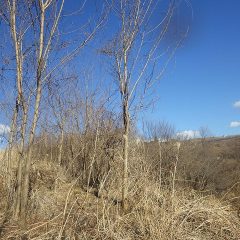 斜面の上に聳え立つの雑木
