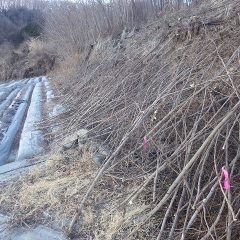 取り急ぎ枝先を切ってラベンダーの株に支障を来さない様にしました