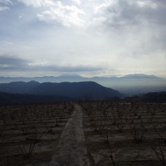 厚い雲が垂れ込めたローズ畑