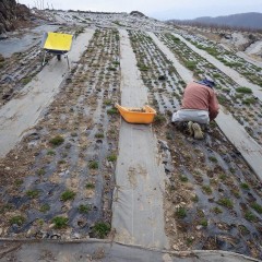 今年も雑草との戦いが延々と続くのでしょうか・・・・・