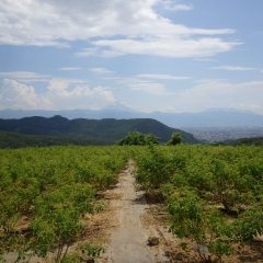 夕立もなく本日も36℃越え！