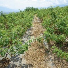 除草した草は直ぐに干し草になってしまいます