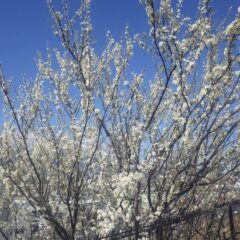 スモモの花も咲き誇っています