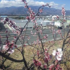 アプリコットの花は咲き終わりです