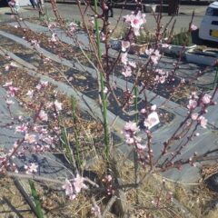 ネクタリンの花も今が盛りです