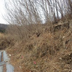 ラベンダー畑の雑木伐採作業継続中