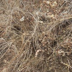 野ばらやススキなど下草も厄介です