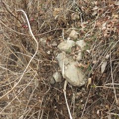 根元には上から落ちて来た石がゴロゴロあります