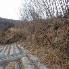 やっとの事で雑木を伐採出来ます