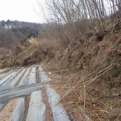 ラベンダー畑に掛かった枝先を切り取ってひとまず本日の作業終了