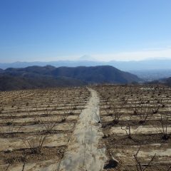 昼間は暖かくなり靄がかかって富士山がよく見えないのが残念