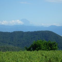 夕方、富士山が顔を出してくれました