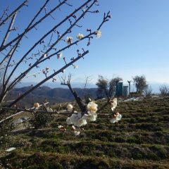 梅の花も大分咲いて来ました