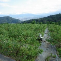 ローズに埋もれて除草作業が続いています