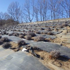 ボロボロになったラベンダー畑の防草シート張り替え