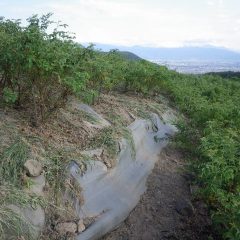 除草した草はこの天気でしおれていきます