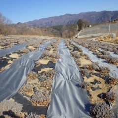 これで春の剪定作業が予定通り行えます