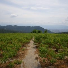 今日も蒸し暑い農場の始まりです