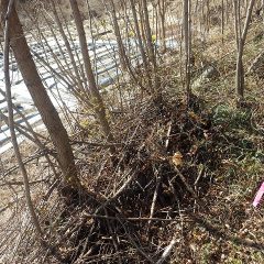 ラベンダー畑の雑木伐採の続き