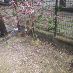 昨日までの雨は花散らしの雨になってしまいました（アーモンド）