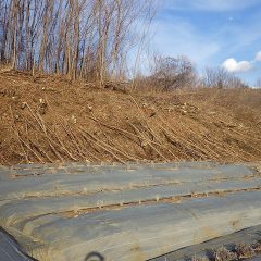 枝先を切ってラベンダーに掛からない様にしました