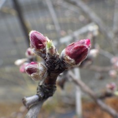 アーモンドの蕾は花を広げるタイミングを窺っているようです