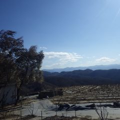 凍て付く様な冷たい風が吹き荒れているローズ畑