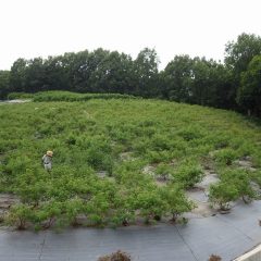 ローズ畑の除草作業も続いています