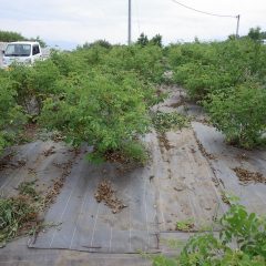 除草した草は直ぐにしおれてしまいます