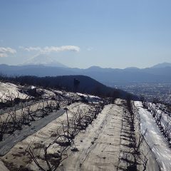 剪定したローズの点検作業をしています