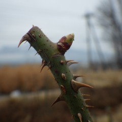 芽が伸びて葉の先端が顔を出しています