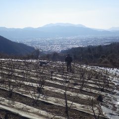 手袋を二枚重ねにしても指先が痛くなる寒さの中で作業をしています