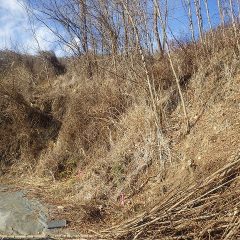 引き続きラベンダー畑の雑木伐採作業