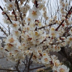 梅の花は満開を迎えています